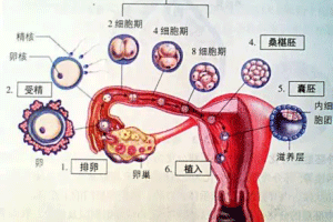 胚胎发育过程