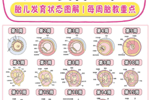 胎儿发育过程