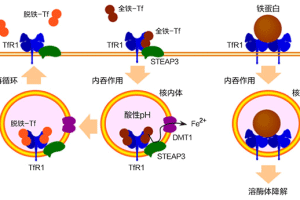 转铁蛋白(TRF)