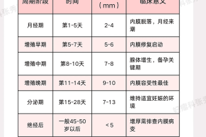 子宫内膜厚度