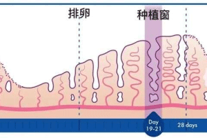 子宫内膜正常厚度