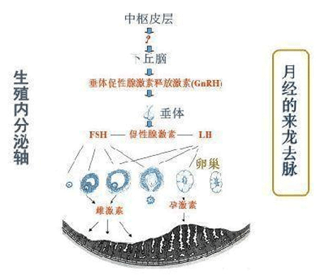 促黄体生成素