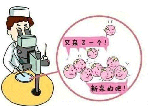 冻胚移植