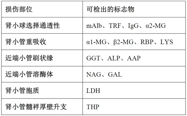 肾功能检查