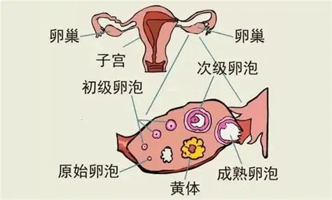 卵泡不破