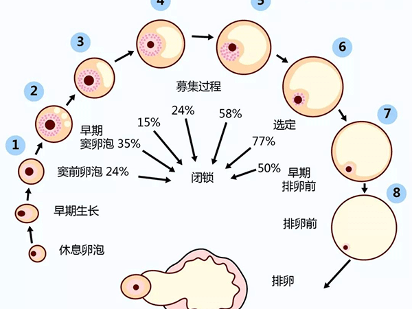 卵泡萎缩